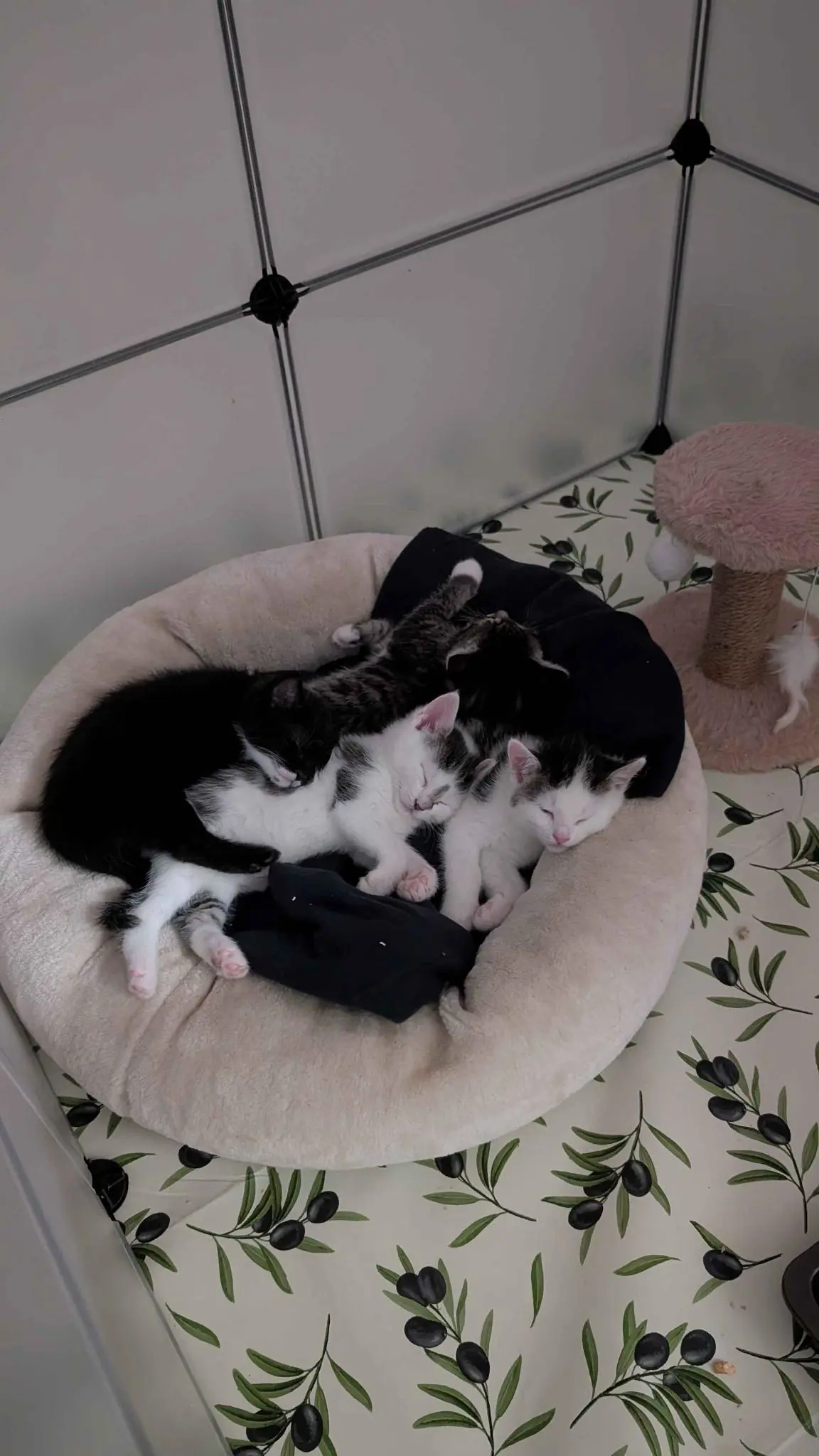 4 kleine Kitten, eine schwarze, eine grau getigerte und zwei hauptsächlich weisse mit ehet dunklem Fell oben liegen in einer Kuschelecke dicht beieinander und sehen ziemlich flauschig süß aus. 4 kleine Kitten, eine schwarze, eine grau getigerte und zwei hauptsächlich weisse mit ehet dunklem Fell oben liegen in einer Kuschelecke dicht beieinander und sehen ziemlich flauschig süß aus.
